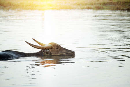 waterbuffalo swiming in riverの写真素材