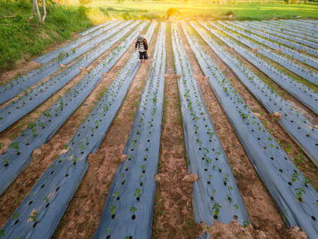 Aerial view or bird eye view of farmer spraying fertilizer in rice fields