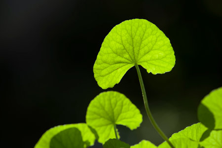 close up Gotu kola (Centella asiatica) leaves