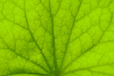 close up Gotu kola (Centella asiatica) leavesの写真素材