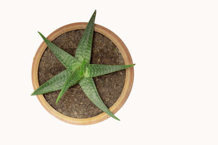 Aloe Vera in pot on white background with copy spaceの写真素材