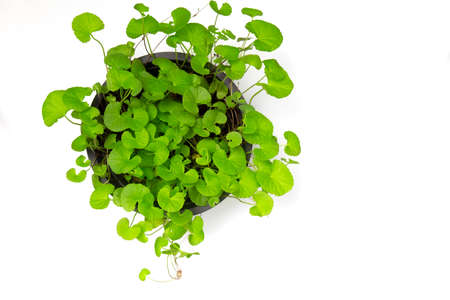close up Gotu kola (Centella asiatica) leaves on white background