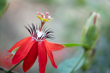 Red flower with green backgroundの写真素材