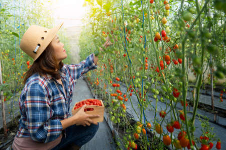 Asian women picking tomatoes in  tomato greenhouse garden,Tomato growing in greenhouse.