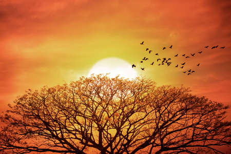 Silhouette bigtree with birds at sunsetの写真素材