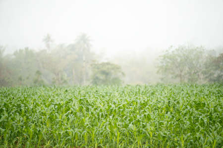 green corn field in agricultural gardenの写真素材