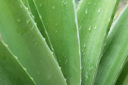 close up aloe vera leavesの写真素材