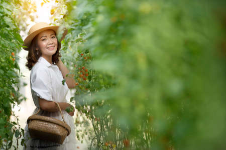 Asian women picking tomatoes in  tomato greenhouse garden,Tomato growing in greenhouse.の写真素材