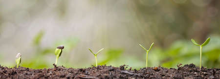 plant seeding growing step concept in garden and sunlightの写真素材