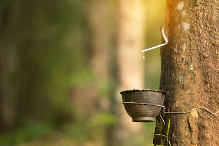 Close up tapping latex rubber tree, Rubber Latex extracted from rubber treeの写真素材