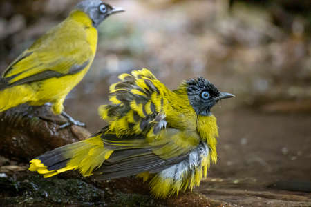 Black-headed Bulbul take a bath in forestの写真素材