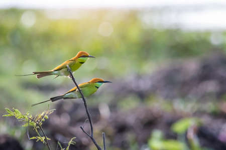Bee-eater , beautiful bird sitting on the branchの写真素材