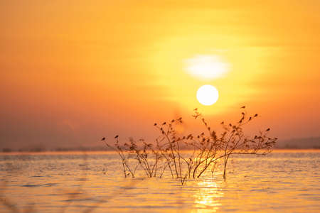 silhouette group of bird resting on branch over  river or sea and sunrise background