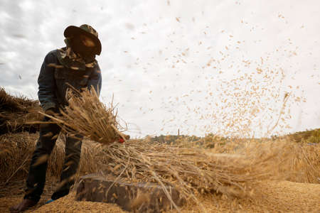 farmer threshing rice with manual harvest riceの写真素材