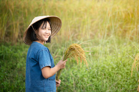 happy asian girl farmer harvesting rice in yellow rice field