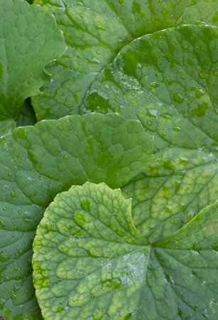 close up Gotu kola (Centella asiatica) leaves