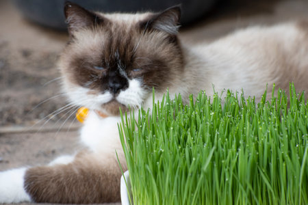 Cat and green wheat grasson .selective focus