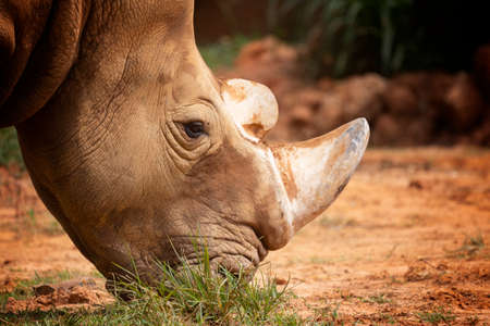 Close up rhino headshot from side faceの写真素材