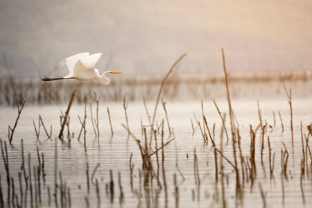 White egret (Ardea alba) flying above the water.の写真素材