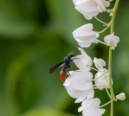 Close up insect and white flowerの写真素材