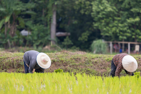 farmer transplant rice seedlings in rice fieldの写真素材
