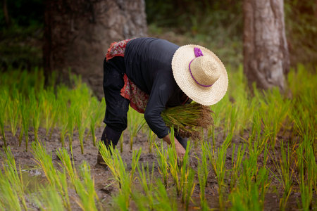 farmer transplant rice seedlings in rice fieldの写真素材