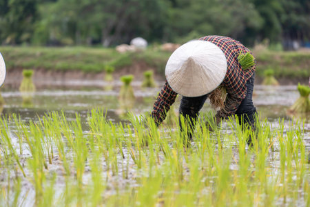farmer transplant rice seedlings in rice fieldの写真素材