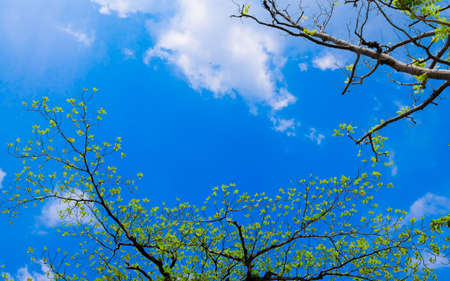 interwoven branches of trees against the blue sky with white cloudsの写真素材