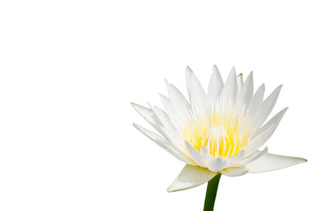 Closeup white lotus flower in the white background の写真素材