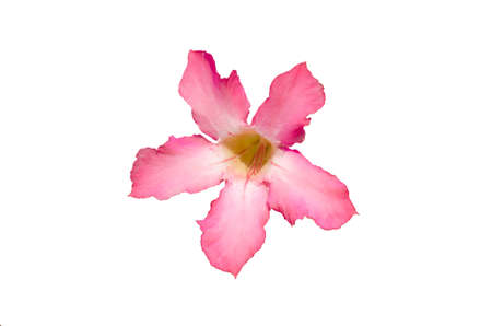 Desert rose flower closeup isolated on white backgroundの写真素材