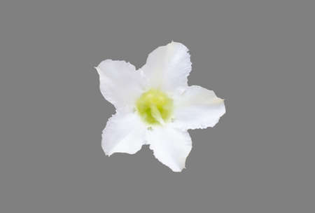 Desert rose flower closeup isolated on white backgroundの写真素材