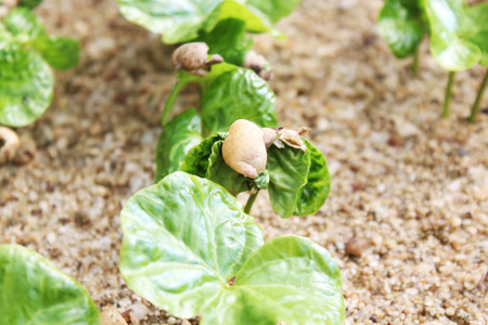 Baby coffee tree in nursery house.の写真素材