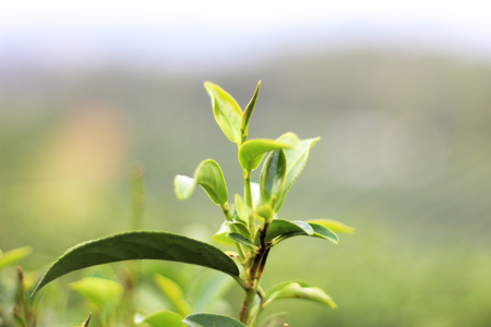 leave teaの写真素材