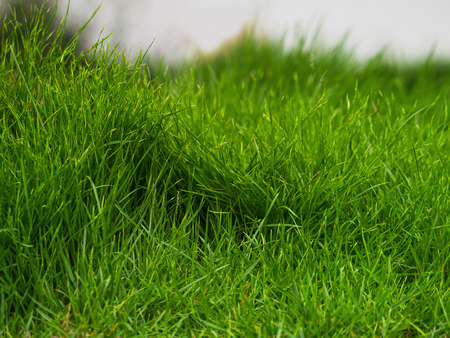 Abstract natural backgrounds with green grass