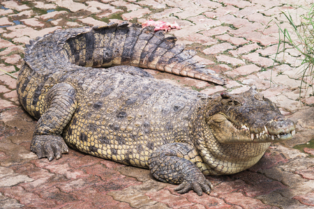 Crocodile on the brick floorの写真素材