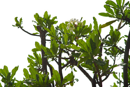 A branch of plumeria (frangipani) isolate on white backgroundの写真素材
