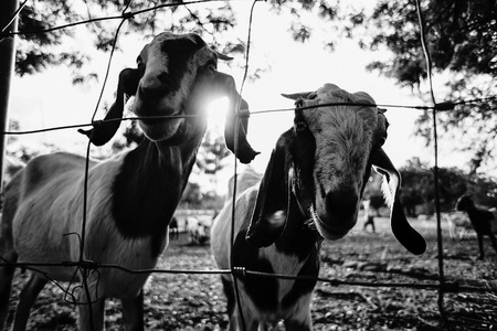 Goat in the paddock.closeup white goat in paddock of farm.Goat portrait. with sunrays black and...