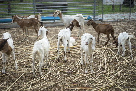 portrait of white goat standing among many goatの写真素材