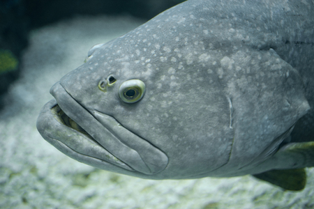 Close-up Giant grouper under water, aquarium
