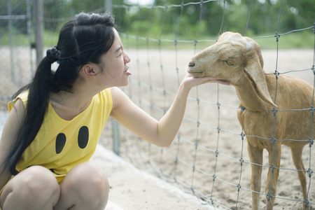 woman tease a goat in paddock, play with a goatの写真素材