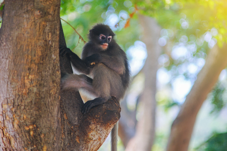 Dusky leaf monkey, Dusky langur, Spectacled langur,selective focus, filtered image,light effect addedの写真素材