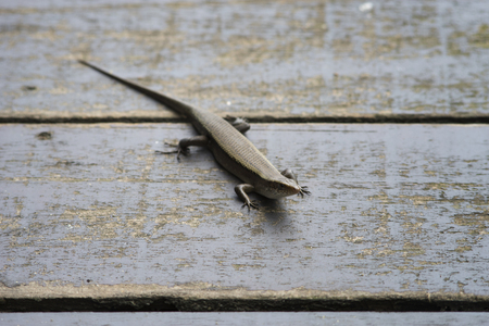 portrait of skink, scincidae, on old wooden bridge, selective focusの写真素材