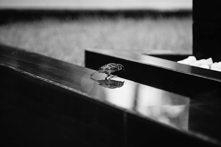 House sparrow and shadow on shiny tile, black and white picture style, selective focusの写真素材