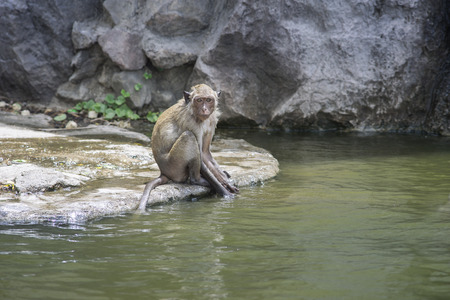 Long tailed macaque,monkeys siting near the pool for eat some water or play a water in a pool and...