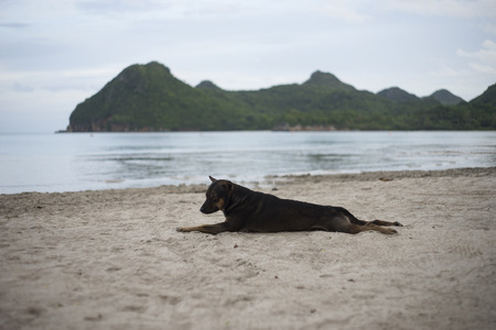 thai dog relaxing, resting,or sleeping at the beach at sunset moment,blurred background,selective focusの写真素材