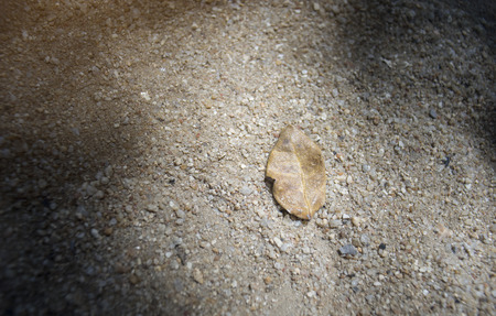brown dry leaf on ground,selective focus,filtered image,light effect addedの写真素材
