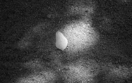 dry leaf on ground,black and white color picture style,selective focus?light effect added