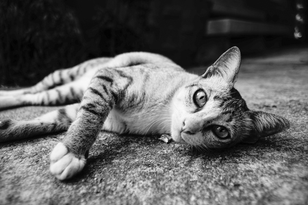 cute moment of a thai cat alying on a ground in black and white color picture styleの写真素材