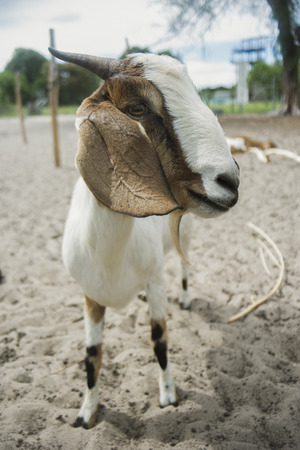 portrait of goat on a ground field ,selective focus,filtered imageの写真素材