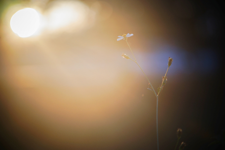 beautiful single flower Tridax procumbens, Mexican daisy at sunset momentの写真素材